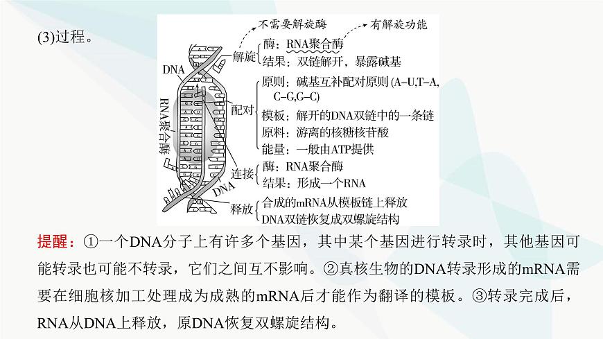 高考生物復習必修二第六單元第十八講基因的表達課件第5頁