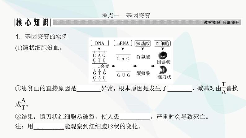 高考生物复习必修二第七单元第十九讲基因突变与基因重组课件第3页