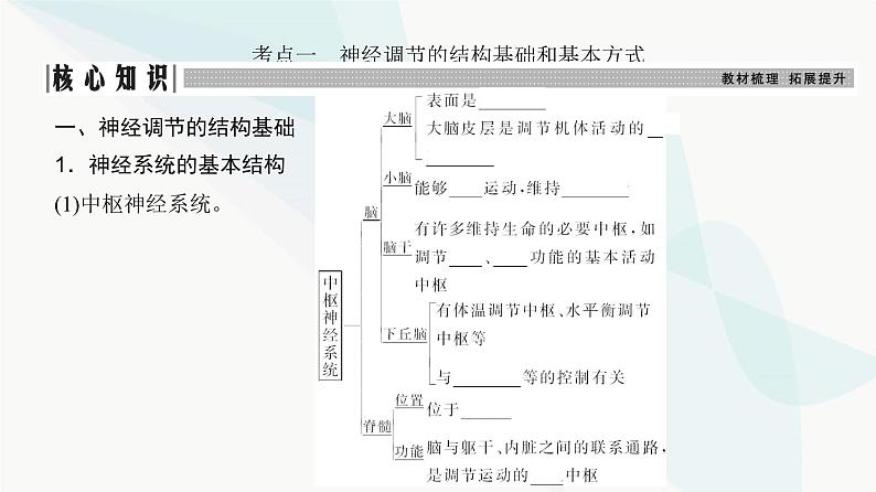 高考生物复习选择性必修一第八单元第二十三讲神经调节课件03