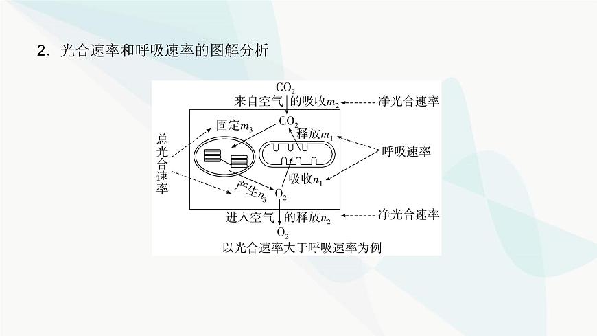 高考生物復(fù)習(xí)必修一第三單元微專題三光合速率和呼吸速率及測(cè)定方法課件第4頁(yè)