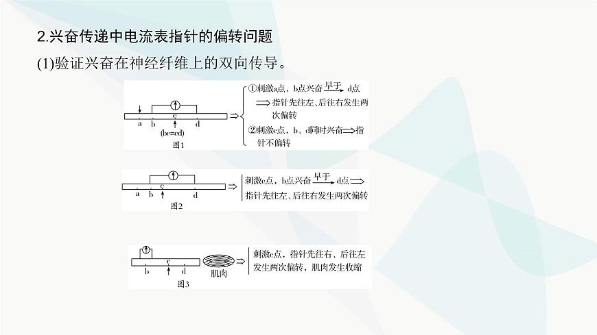 高考生物復(fù)習(xí)選擇性必修一第八單元微專題一0神經(jīng)調(diào)節(jié)中興奮傳導(dǎo)與傳遞的實(shí)驗(yàn)探究課件第4頁