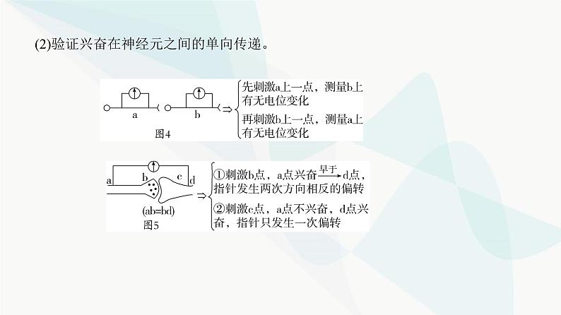 高考生物复习选择性必修一第八单元微专题一0神经调节中兴奋传导与传递的实验探究课件第5页