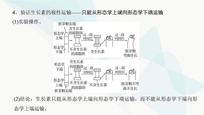 高考生物復(fù)習(xí)選擇性必修一第八單元微專題一2植物激素相關(guān)實(shí)驗(yàn)的驗(yàn)證與探究課件第4頁