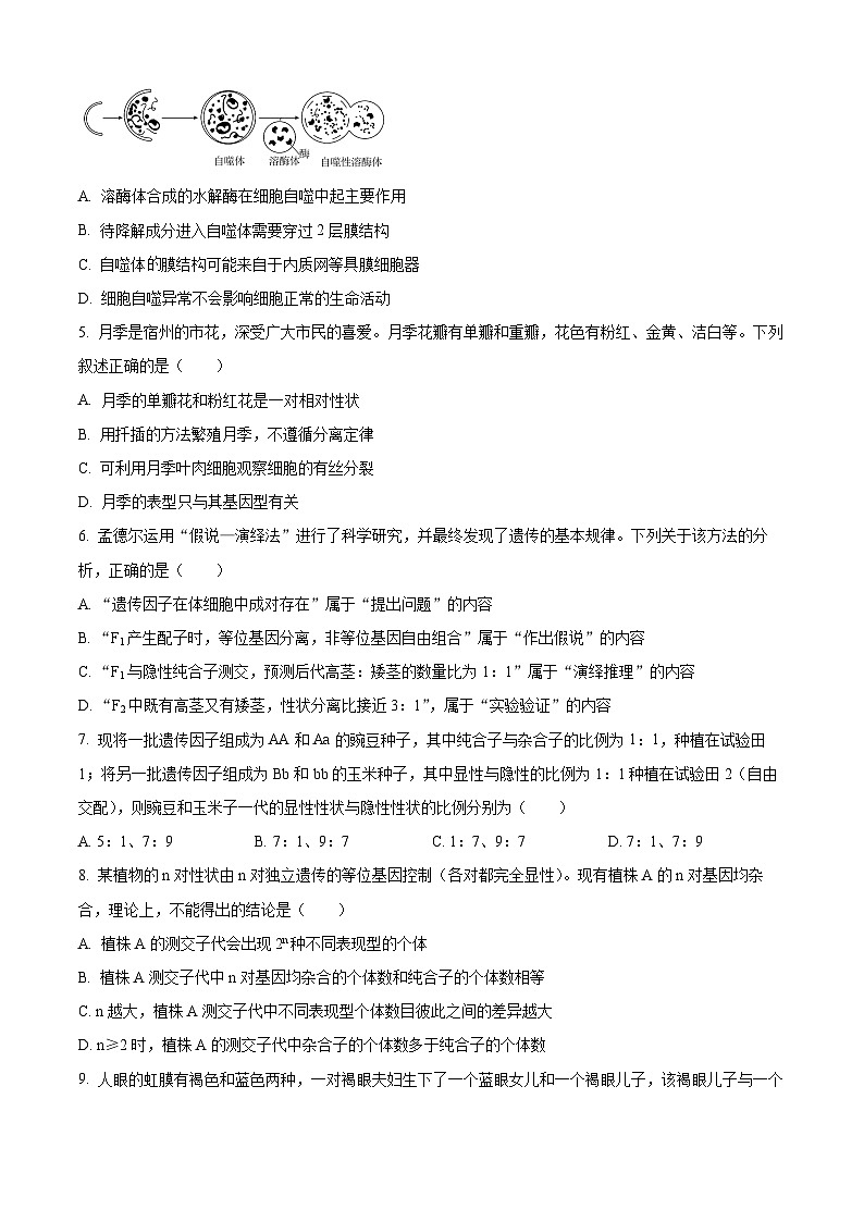 安徽省宿州市示范高中2023—2024学年高一下学期期中考试生物试题(原卷版)第2页