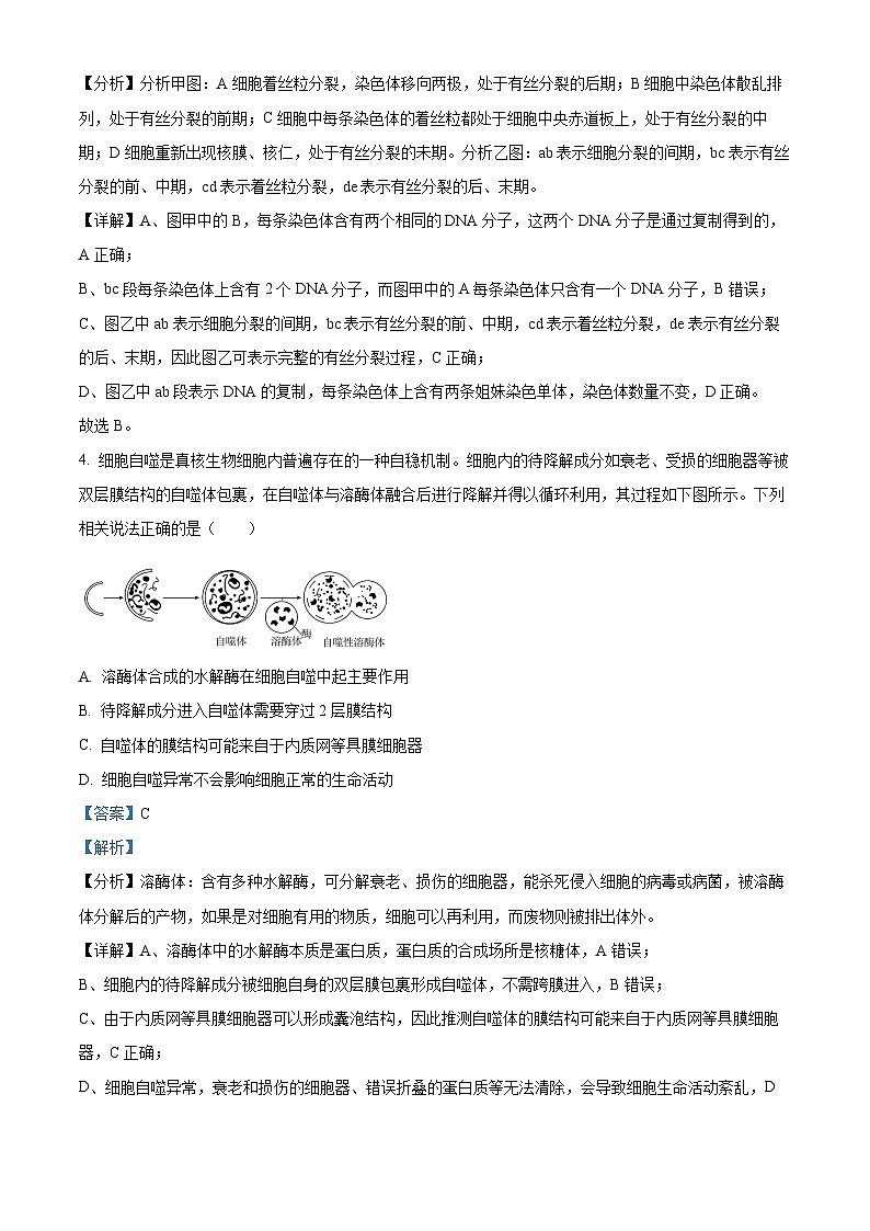 安徽省宿州市示范高中2023—2024学年高一下学期期中考试生物试题(解析版)第3页