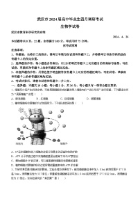 湖北省武汉市2024届高三下学期四月调研考试生物试卷试卷（Word版附答案）