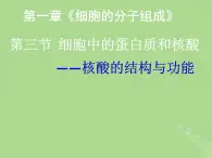 2024年同步备课高中生物1.3细胞中的蛋白质和核酸课件苏教版必修1