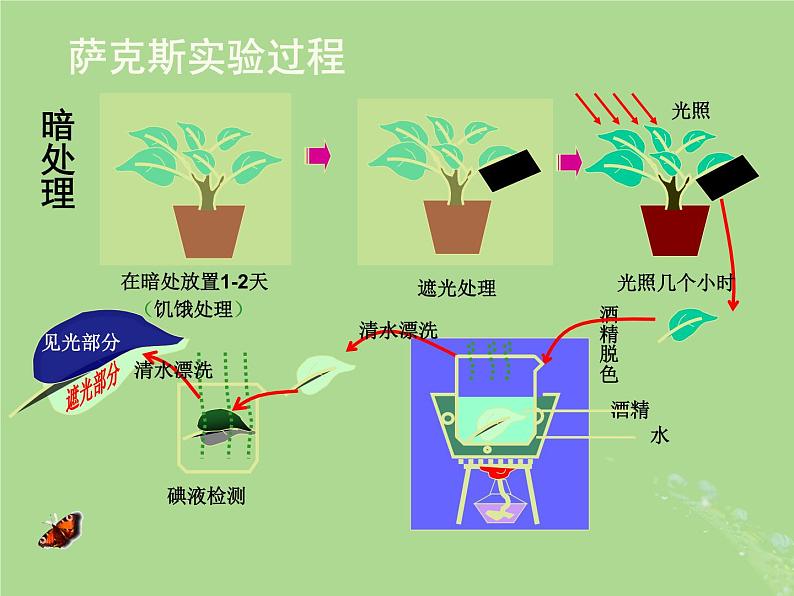 2024年同步备课高中生物3.2光合作用__光能的捕获和转换课件苏教版必修108