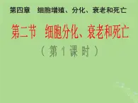 2024年同步备课高中生物4.2细胞分化衰老和死亡第1课时课件苏教版必修1