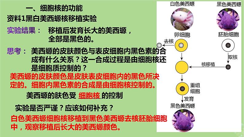 2024年同步备课高中生物3.3细胞核的结构和功能课件新人教版必修105