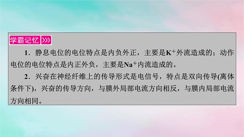 2025版新教材高中生物第2章神经调节第3节神经冲动的产生和传导第1课时兴奋在神经纤维上的传导课件新人教版选择性必修1第3页