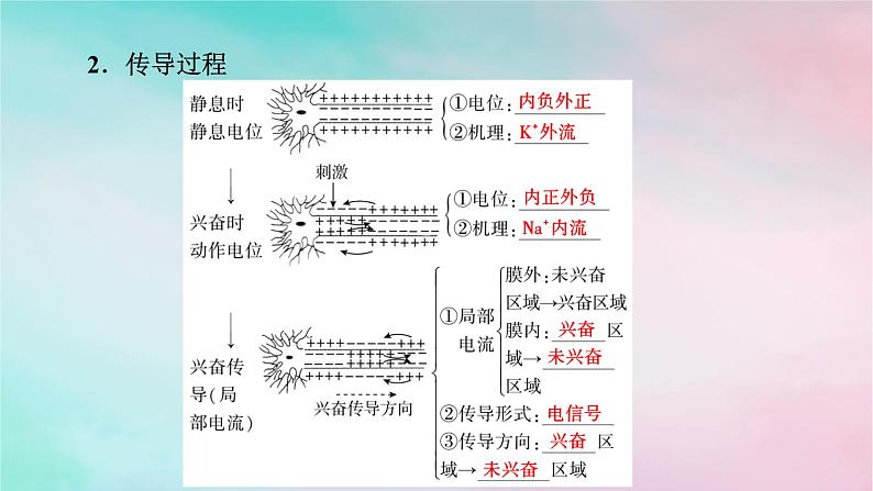 2025版新教材高中生物第2章神经调节第3节神经冲动的产生和传导第1课时兴奋在神经纤维上的传导课件新人教版选择性必修1第5页