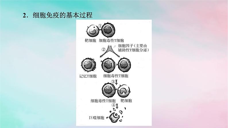 2025版新教材高中生物第4章免疫调节第2节特异性免疫第2课时细胞免疫及体液免疫和细胞免疫的协调配合课件新人教版选择性必修105