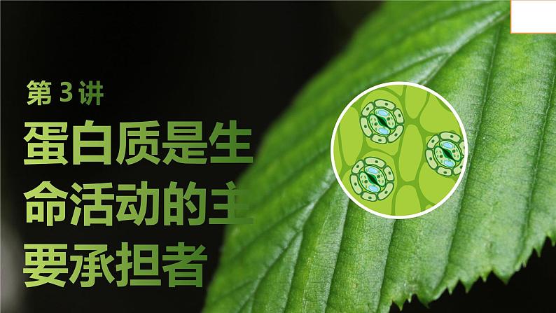 2025届高考 一轮复习 苏教版 蛋白质是生命活动的主要承担者 课件(江苏版)第1页