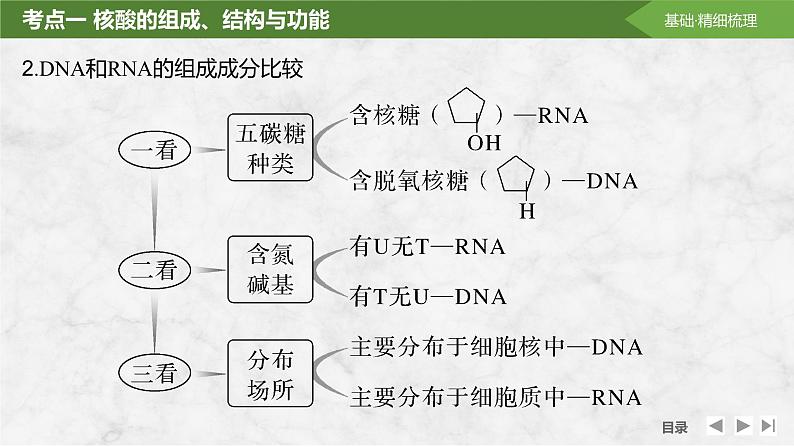 2025届高考 一轮复习 苏教版 核酸是遗传信息的携带者 课件(江苏版)第7页