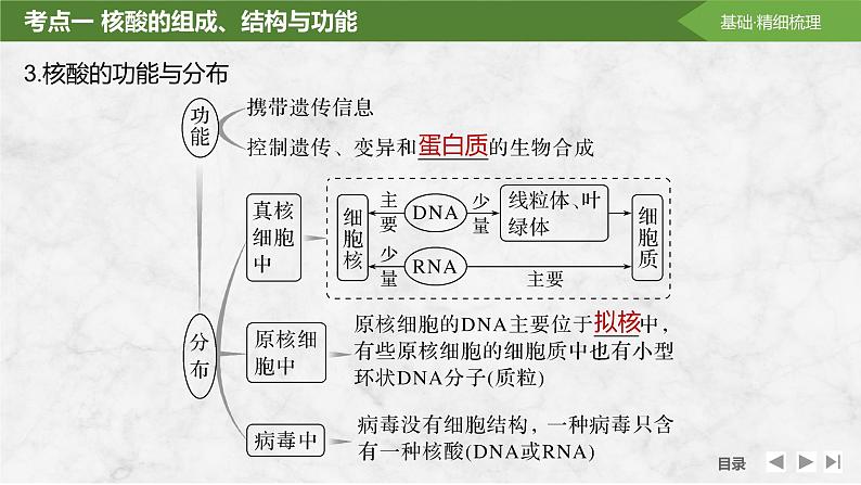 2025届高考 一轮复习 苏教版 核酸是遗传信息的携带者 课件(江苏版)第8页