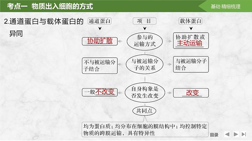 2025屆高考 一輪復(fù)習(xí) 蘇教版  物質(zhì)出入細(xì)胞的方式及影響因素 課件(江蘇版)第7頁
