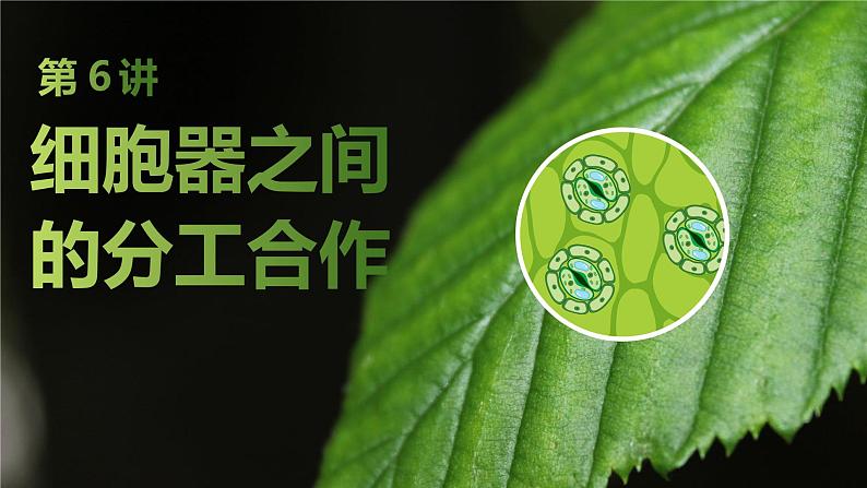 2025届高考 一轮复习 苏教版 细胞器之间的分工合作 课件(江苏版)01