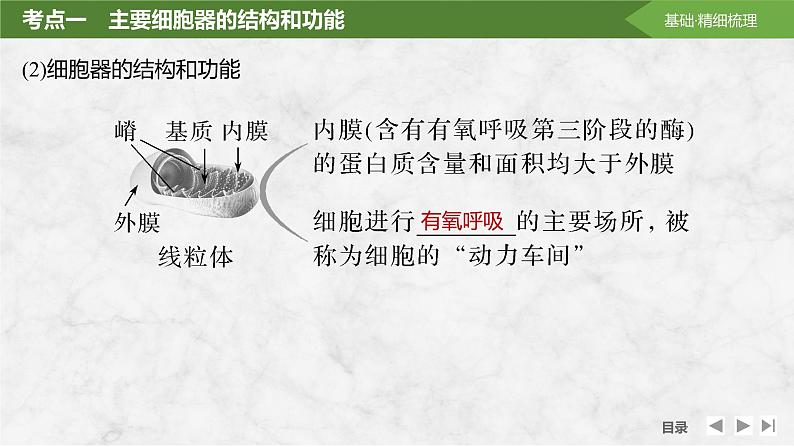 2025届高考 一轮复习 苏教版 细胞器之间的分工合作 课件(江苏版)08