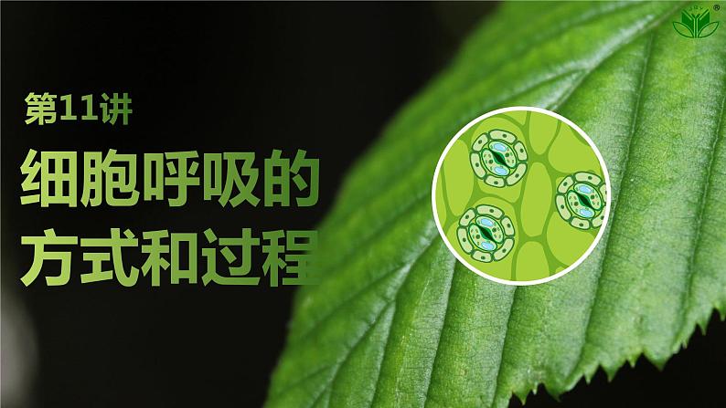 2025届高考 一轮复习 苏教版 细胞的能量“货币”ATP 课件(江苏版) (2)第1页