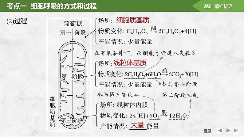 2025届高考 一轮复习 苏教版 细胞的能量“货币”ATP 课件(江苏版) (2)第6页