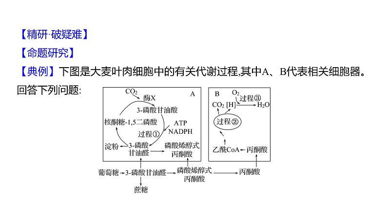 2025届高考 一轮复习 人教版光合作用与细胞呼吸的关系 课件(多选版)第4页