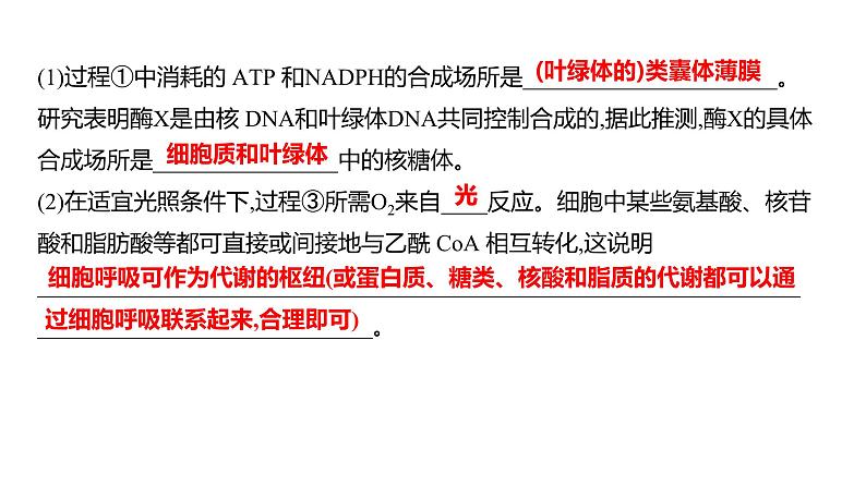 2025届高考 一轮复习 人教版光合作用与细胞呼吸的关系 课件(多选版)第5页