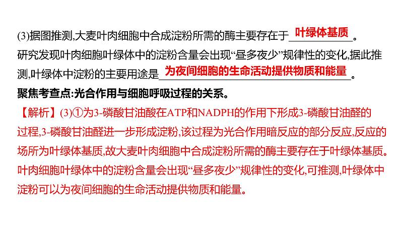 2025届高考 一轮复习 人教版光合作用与细胞呼吸的关系 课件(多选版)第7页