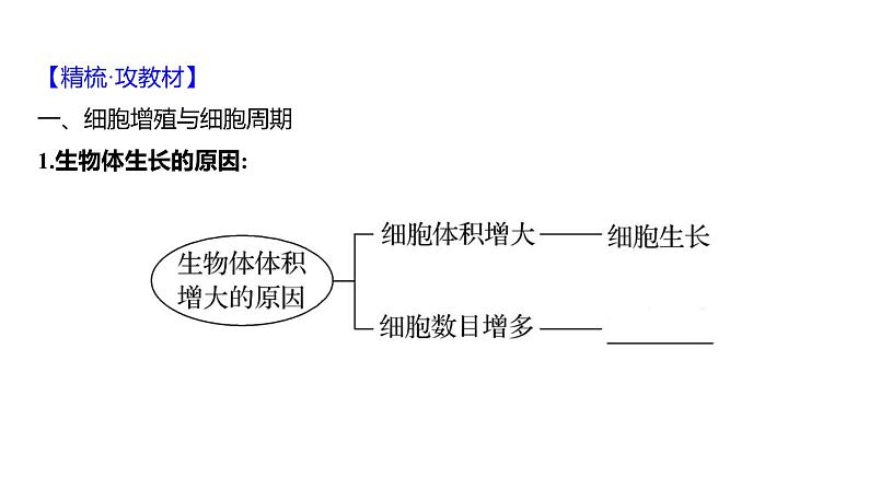 2025届高考 一轮复习 人教版 细胞的增殖 课件(多选版)第4页