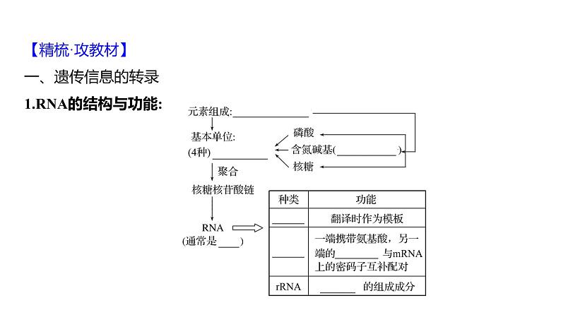 2025届高考 一轮复习 人教版 基因的表达 课件(多选版) (1)第4页