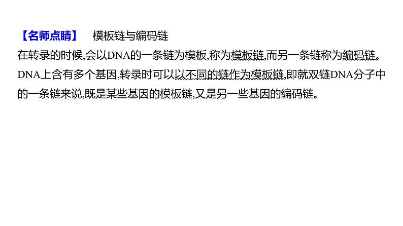 2025届高考 一轮复习 人教版 基因的表达 课件(多选版) (1)第7页