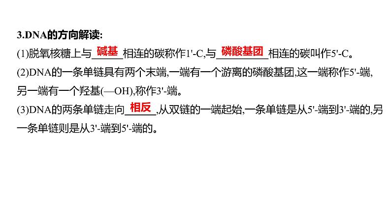 2025届高考 一轮复习 人教版 DNA的结构、复制和基因的本质 课件(多选版)第8页