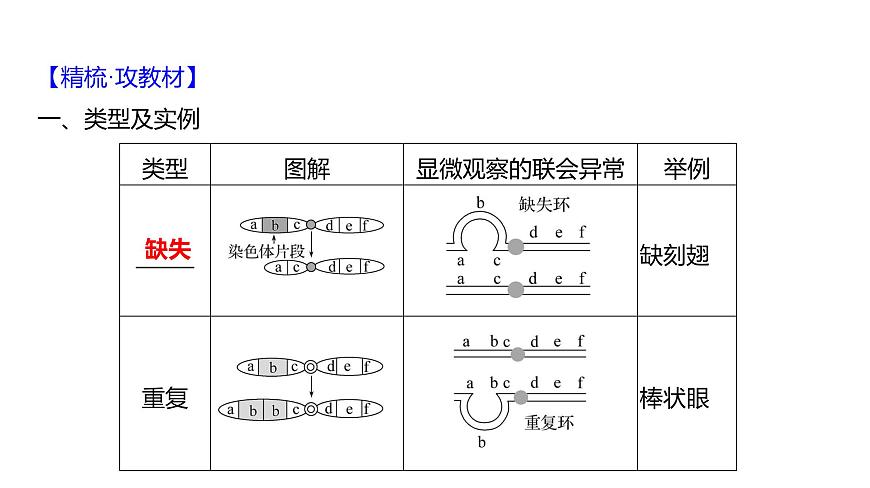 2025屆高考 一輪復(fù)習(xí) 人教版 染色體變異 課件(多選版)第5頁(yè)