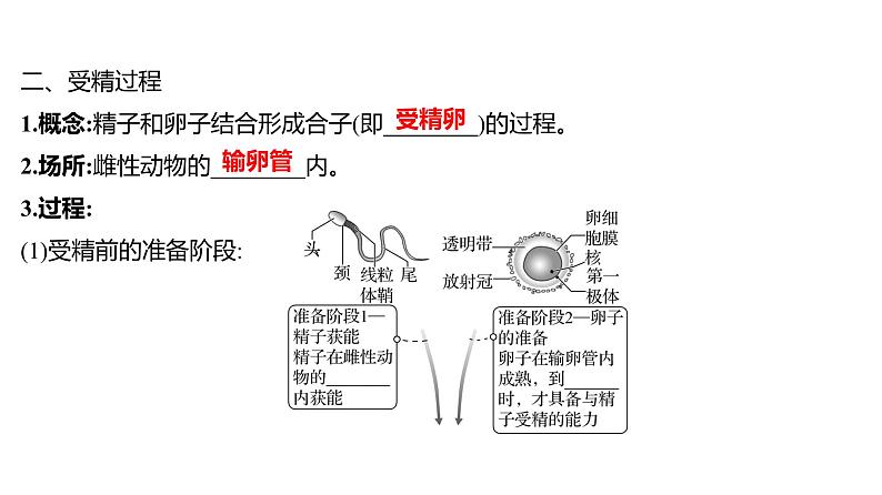 2025届高考 一轮复习 人教版 胚胎工程 课件(多选版) (1)第5页
