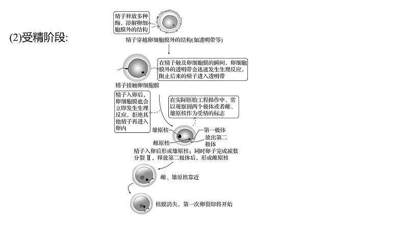 2025届高考 一轮复习 人教版 胚胎工程 课件(多选版) (1)第6页