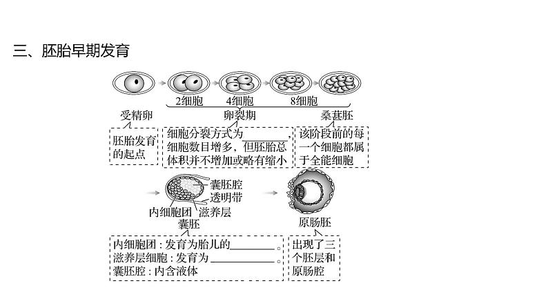 2025届高考 一轮复习 人教版 胚胎工程 课件(多选版) (1)第8页