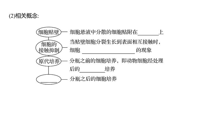 2025届高考 一轮复习 人教版 胚胎工程 课件(多选版) (2)第7页