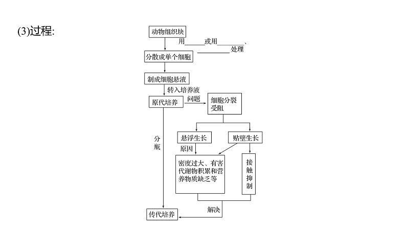 2025届高考 一轮复习 人教版 胚胎工程 课件(多选版) (2)第8页