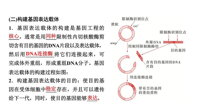 2025届高考 一轮复习 浙科版 基因工程的步骤、应用及其安全性问题 课件(浙江版)第6页