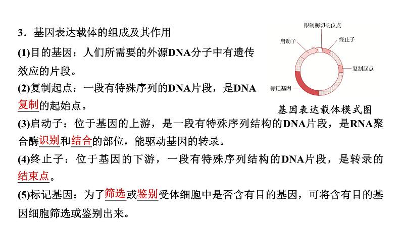 2025届高考 一轮复习 浙科版 基因工程的步骤、应用及其安全性问题 课件(浙江版)第7页