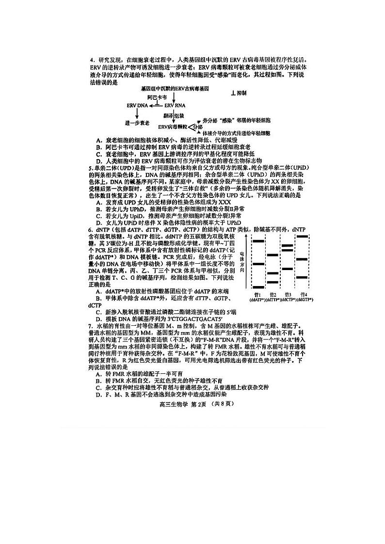 2024届山东省淄博市高三下学期阶段性诊断(二模)生物试题02
