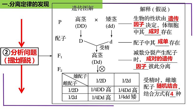 精讲30 分离定律的发现-【备战一轮】最新高考生物一轮复习名师精讲课件08