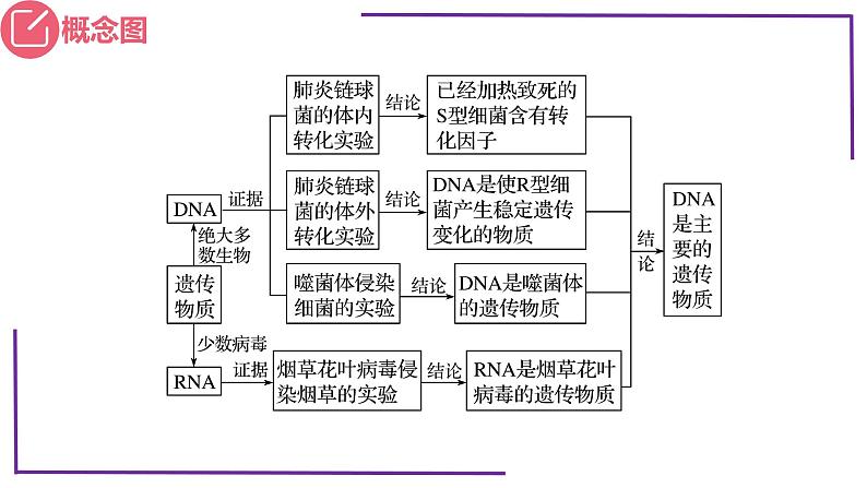 精讲39 DNA是主要的遗传物质-【备战一轮】最新高考生物一轮复习名师精讲课件第5页