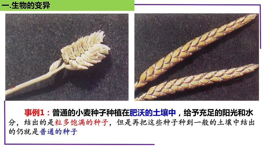 精講44 基因突變和基因重組-【備戰(zhàn)一輪】最新高考生物一輪復(fù)習(xí)名師精講課件第6頁