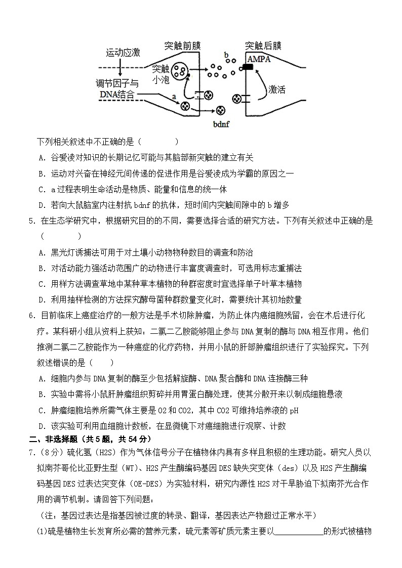 2024年高考第三次模拟考试题:生物(河南、新疆卷)(考试版)03