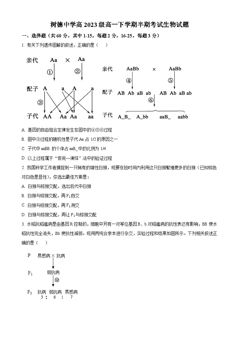 四川省成都市青羊区树德中学2023-2024学年高一下学期5月期中生物试题(原卷版+解析版)01