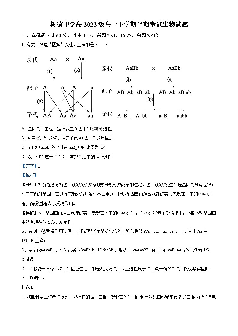 四川省成都市青羊区树德中学2023-2024学年高一下学期5月期中生物试题(原卷版+解析版)01