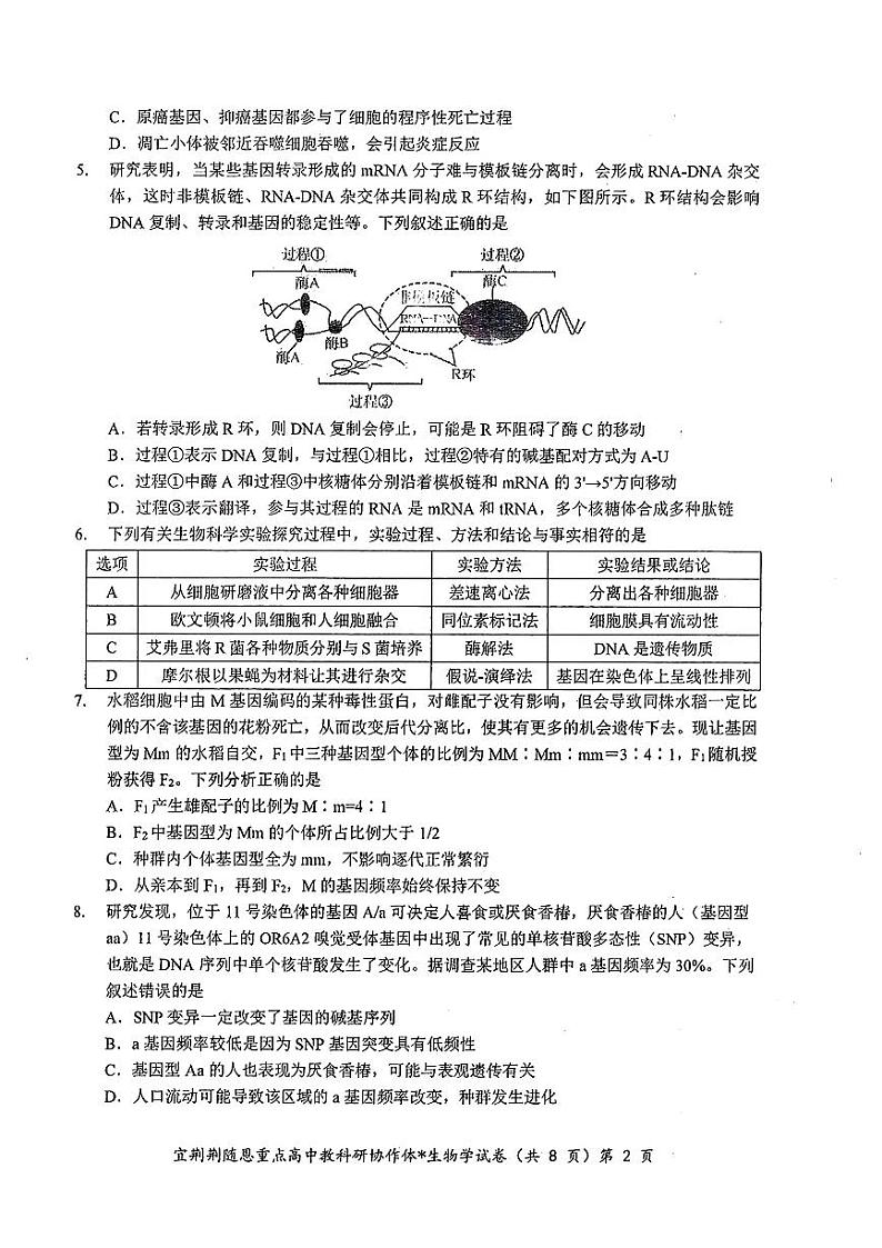 湖北省2024年宜荆荆随恩高三下学期5月联考(二模)生物试题+答案第2页
