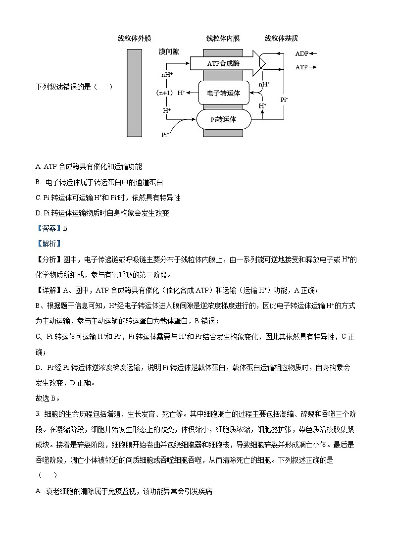 安徽省池州市部分省示范中学2024届高三下学期模拟考试模拟预测生物试题 Word版含解析第2页