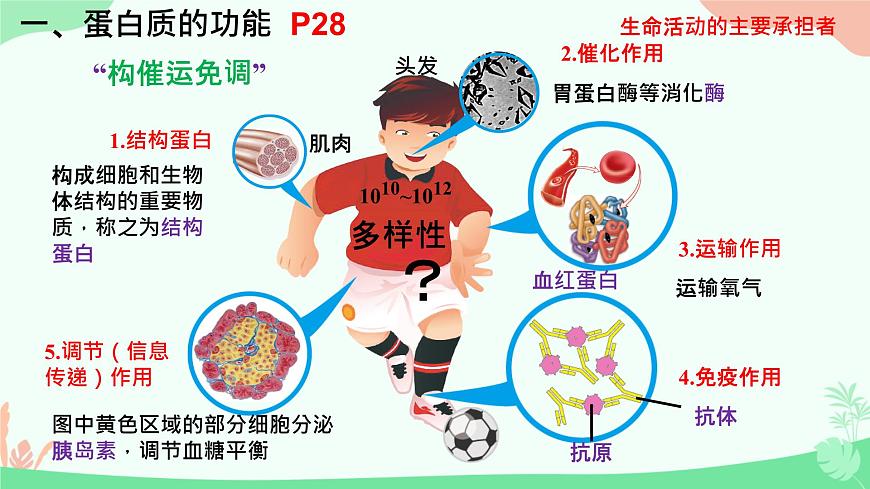 【核心素養(yǎng)】人教版高中生物必修一2.4《蛋白質是生命活動的主要承擔者》課件第7頁